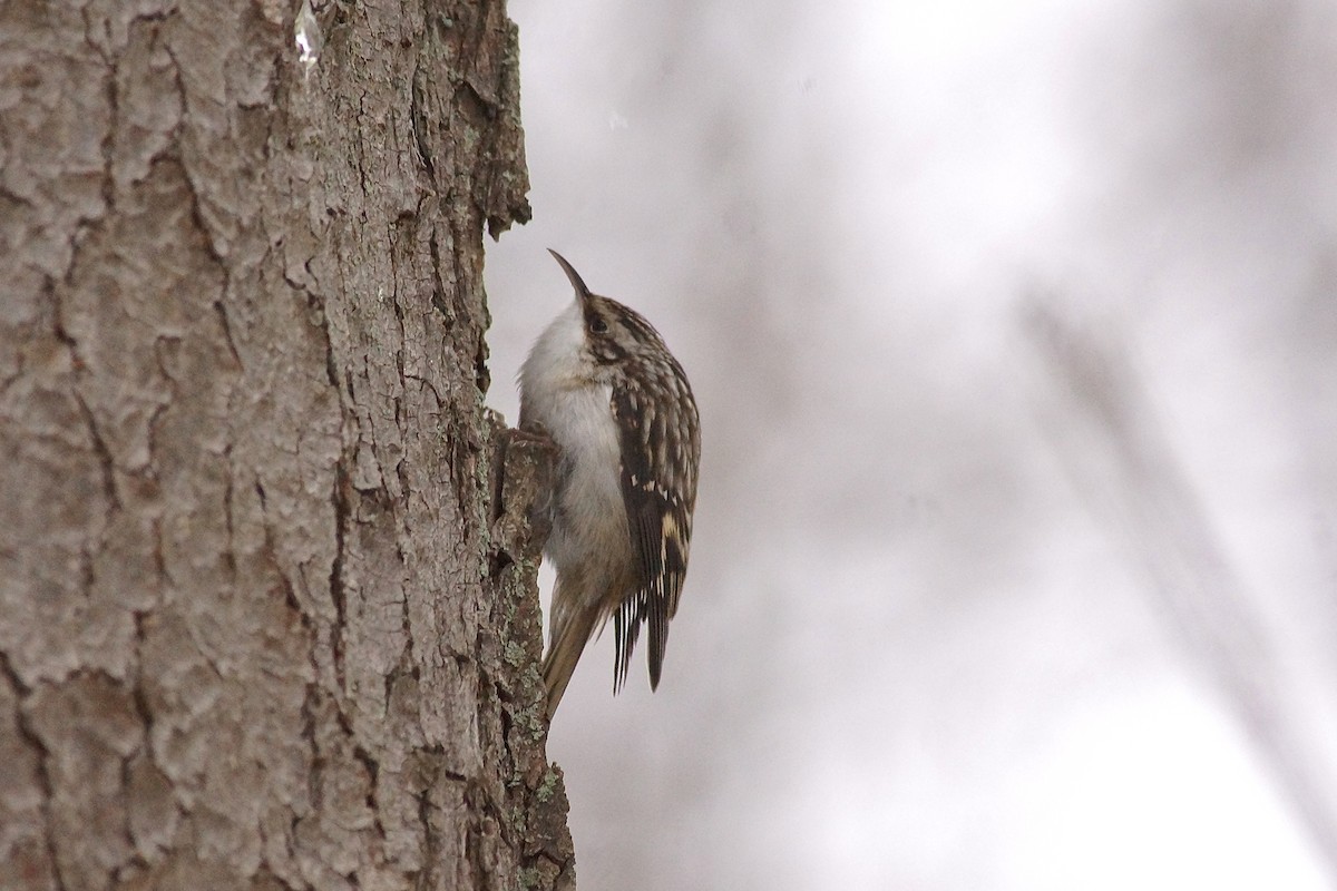 Brown Creeper - ML646298726