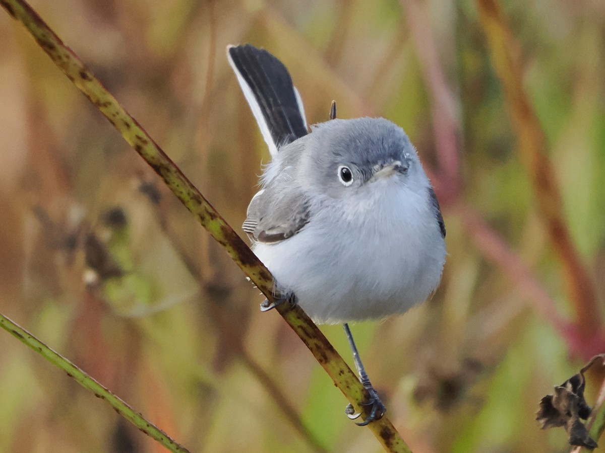 Blue-gray Gnatcatcher - ML646298738