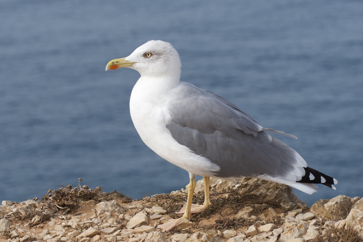 Yellow-legged Gull - ML646298756