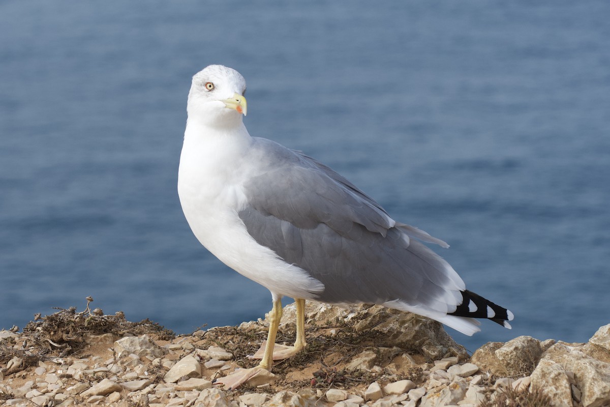 Yellow-legged Gull - ML646298757