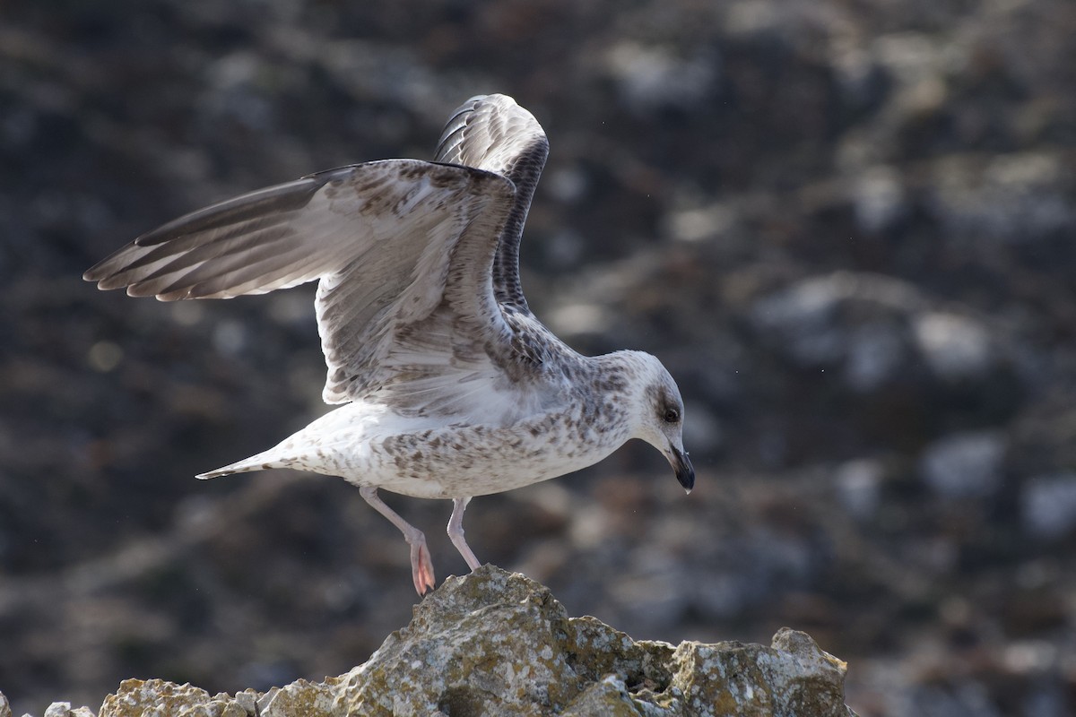 Yellow-legged Gull - ML646298758