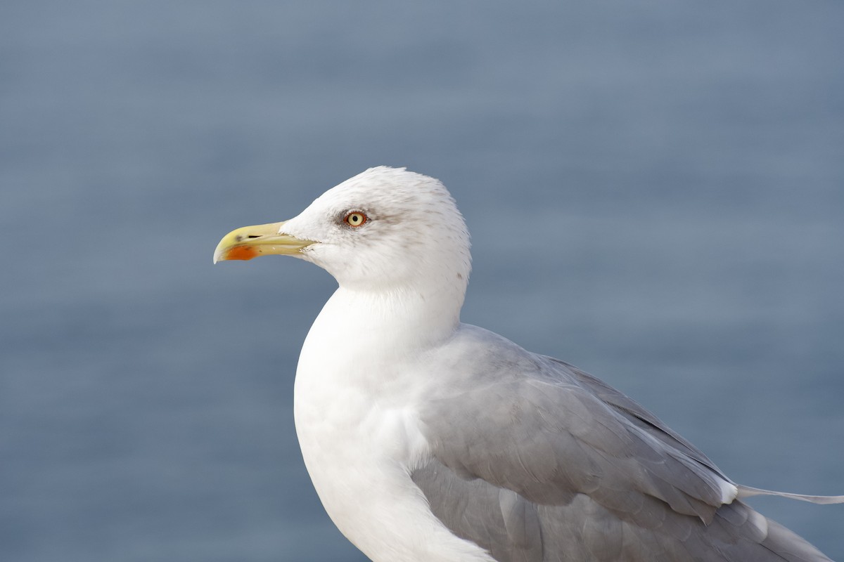 Yellow-legged Gull - ML646298759