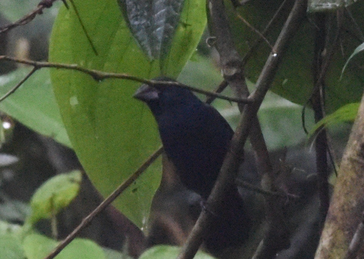 Blue-black Grosbeak - ML646298761