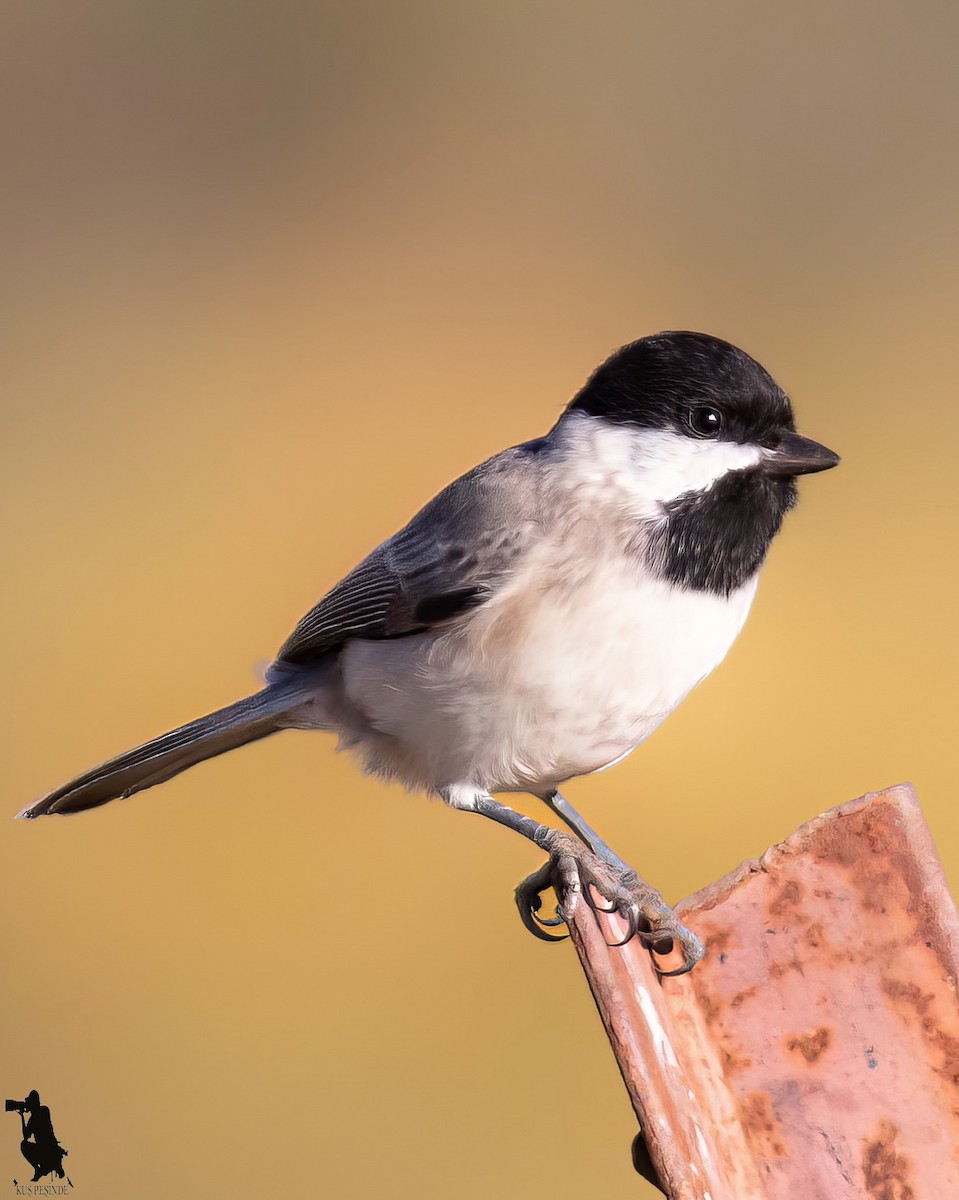 Sombre Tit - ML646298762