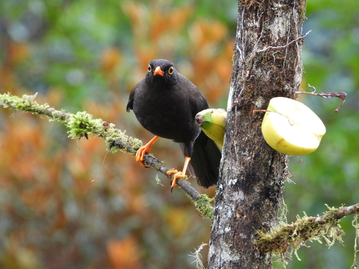 Glossy-black Thrush - ML646298763