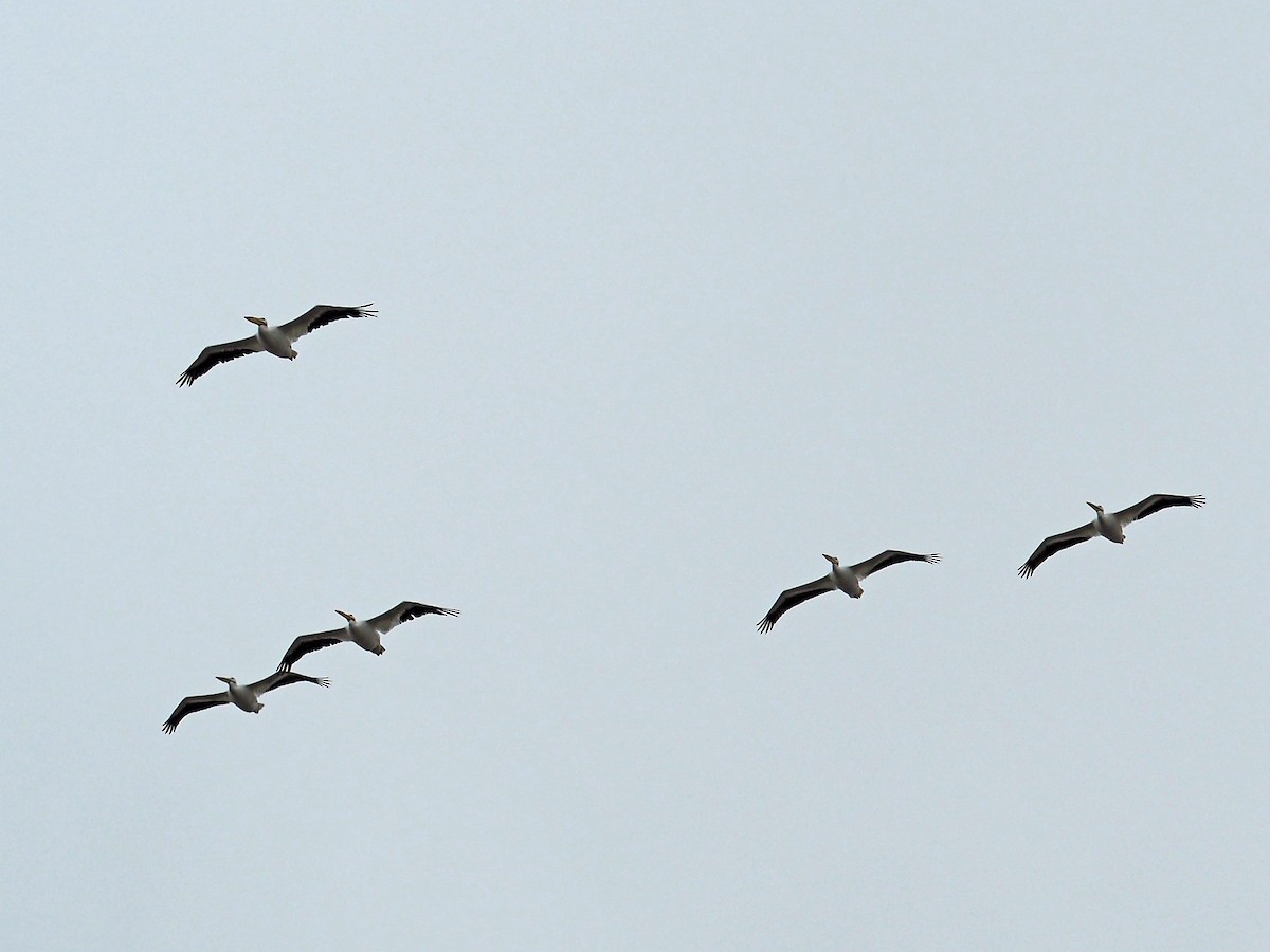 American White Pelican - ML646298765