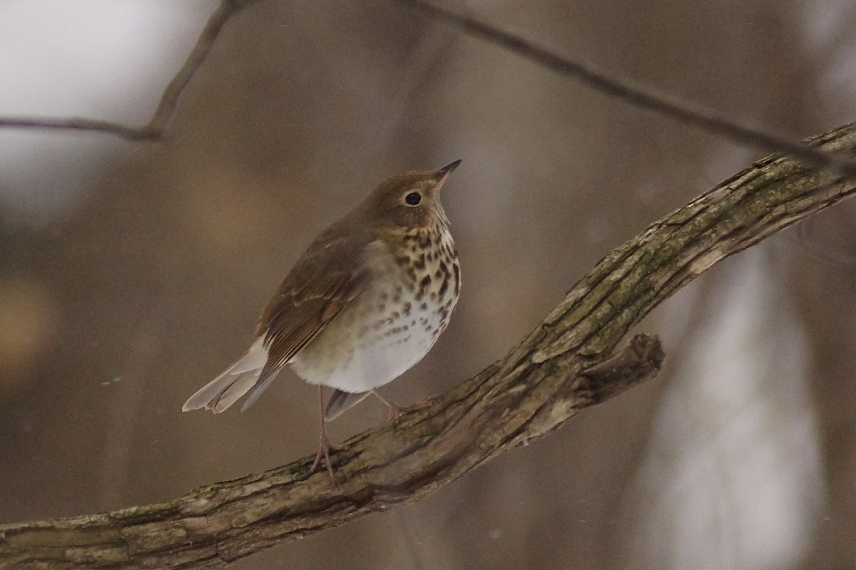 Hermit Thrush - ML646298768