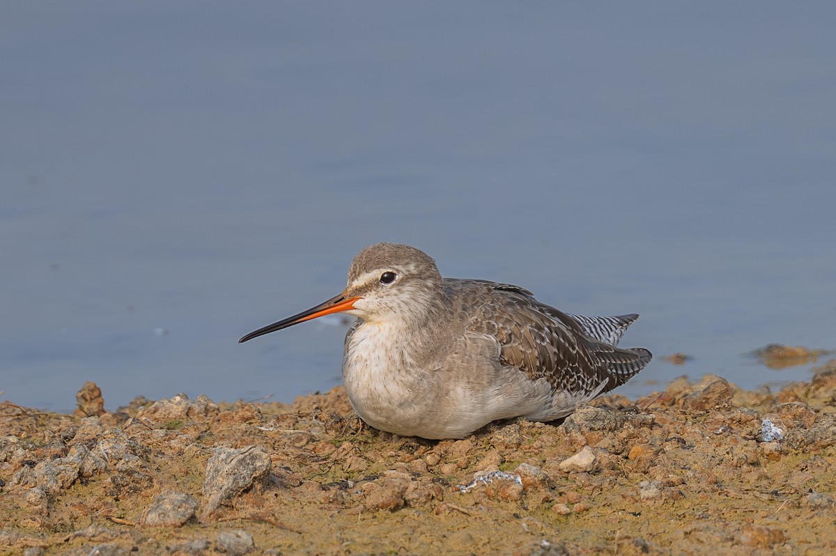 Spotted Redshank - ML646298770