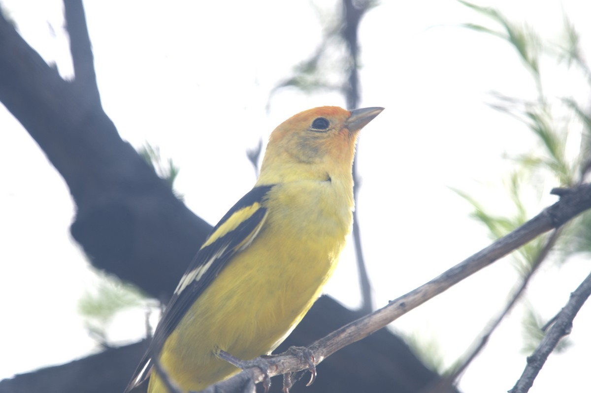 Western Tanager - ML646298771