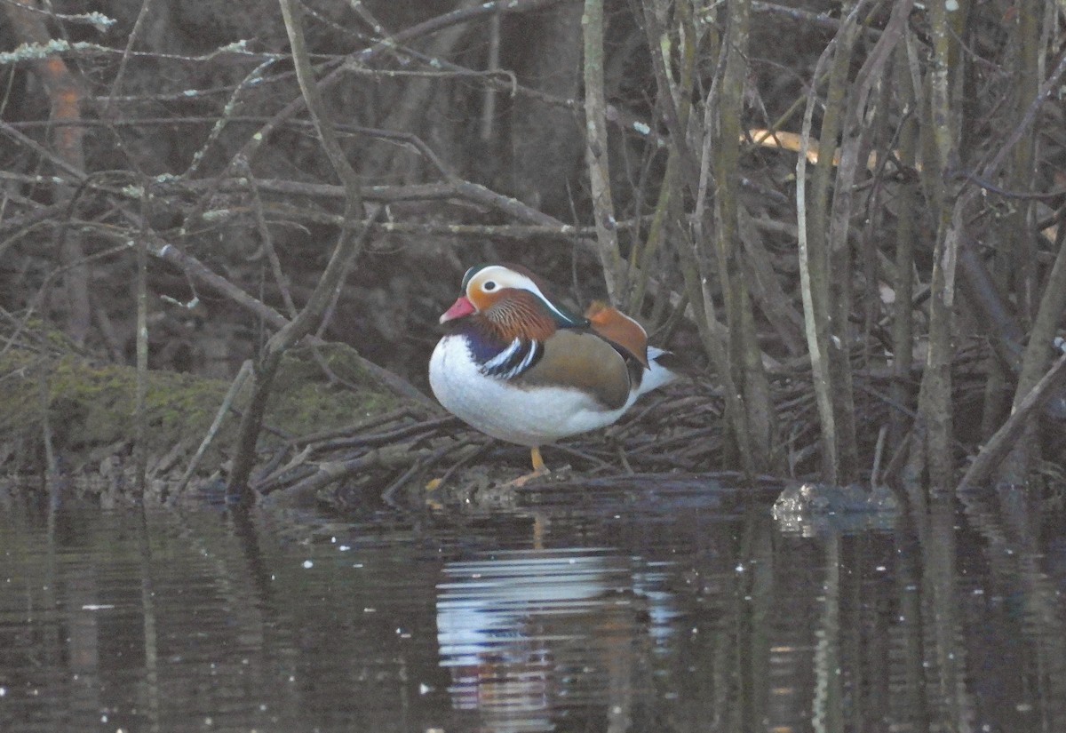 Mandarin Duck - ML646298772