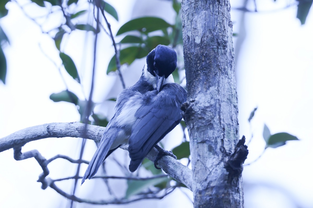 Van Dam's Vanga - ML646298773