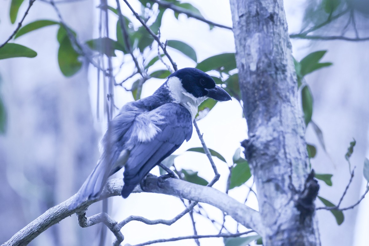 Van Dam's Vanga - ML646298774