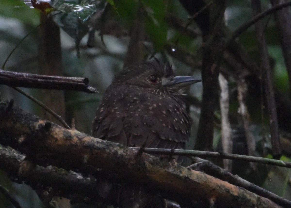 White-whiskered Puffbird - ML646298775