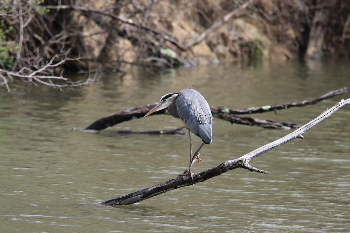 Great Blue Heron - ML646298776