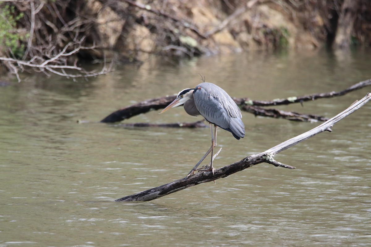 Great Blue Heron - ML646298777