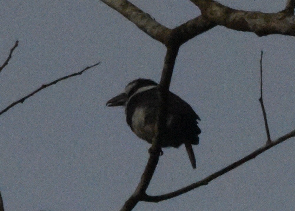 White-necked Puffbird - ML646298778