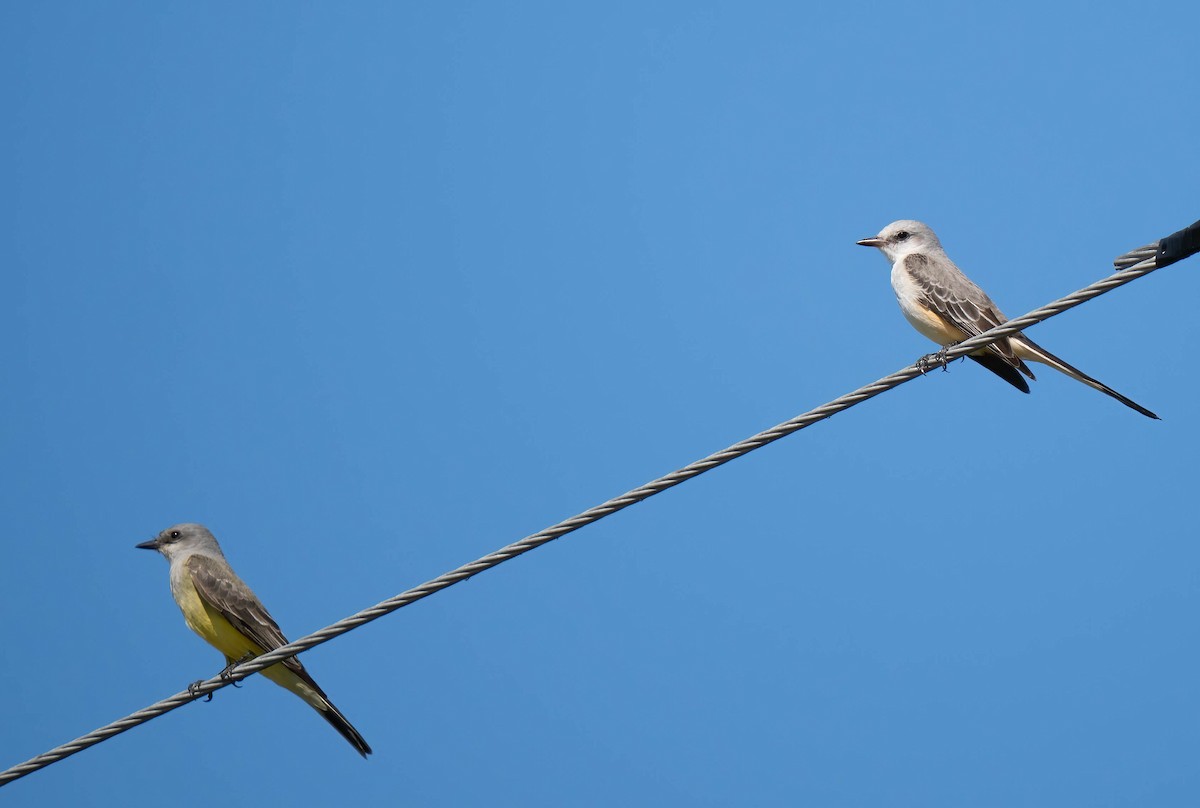 Scissor-tailed Flycatcher - ML646298779