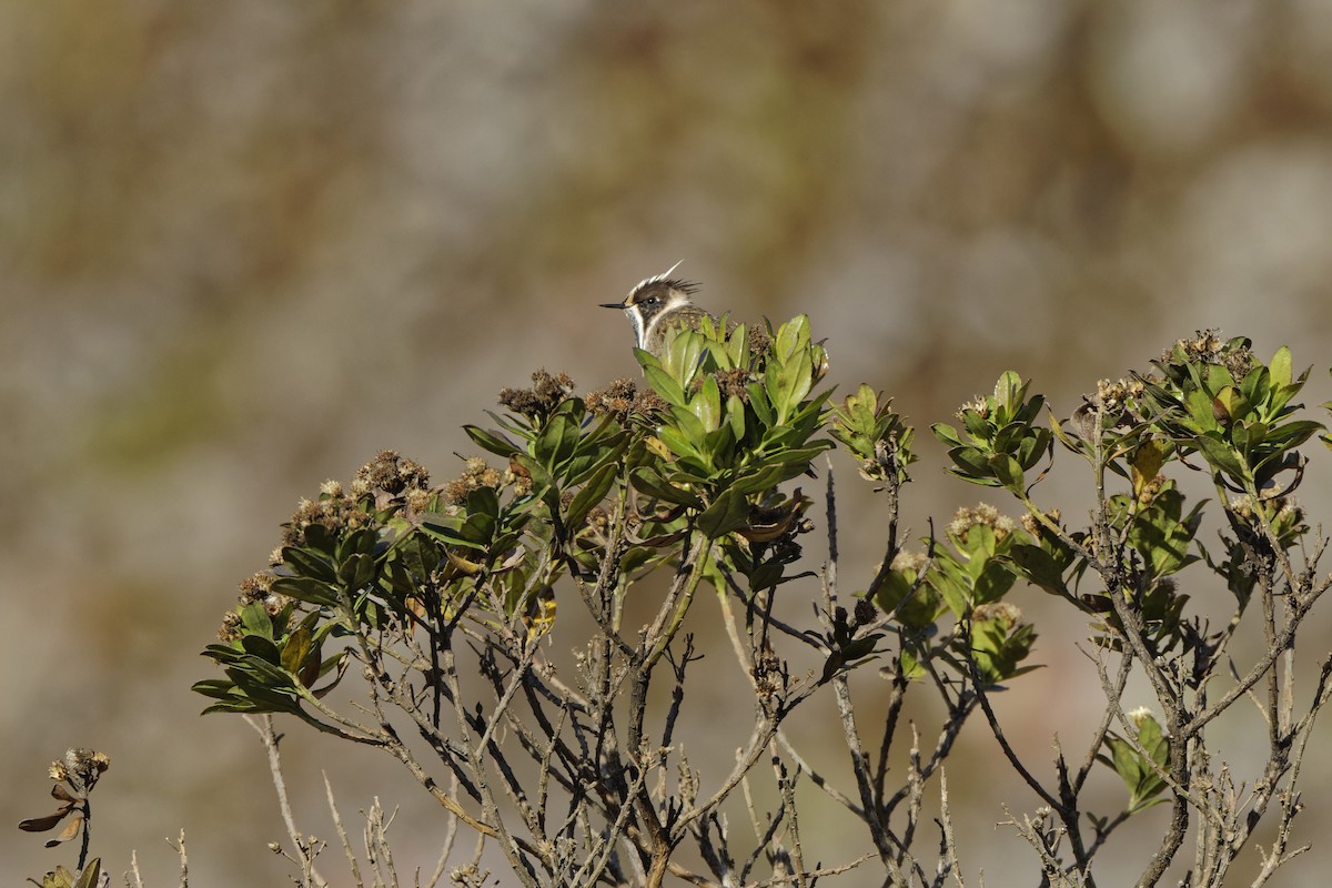 Green-bearded Helmetcrest - ML646298780