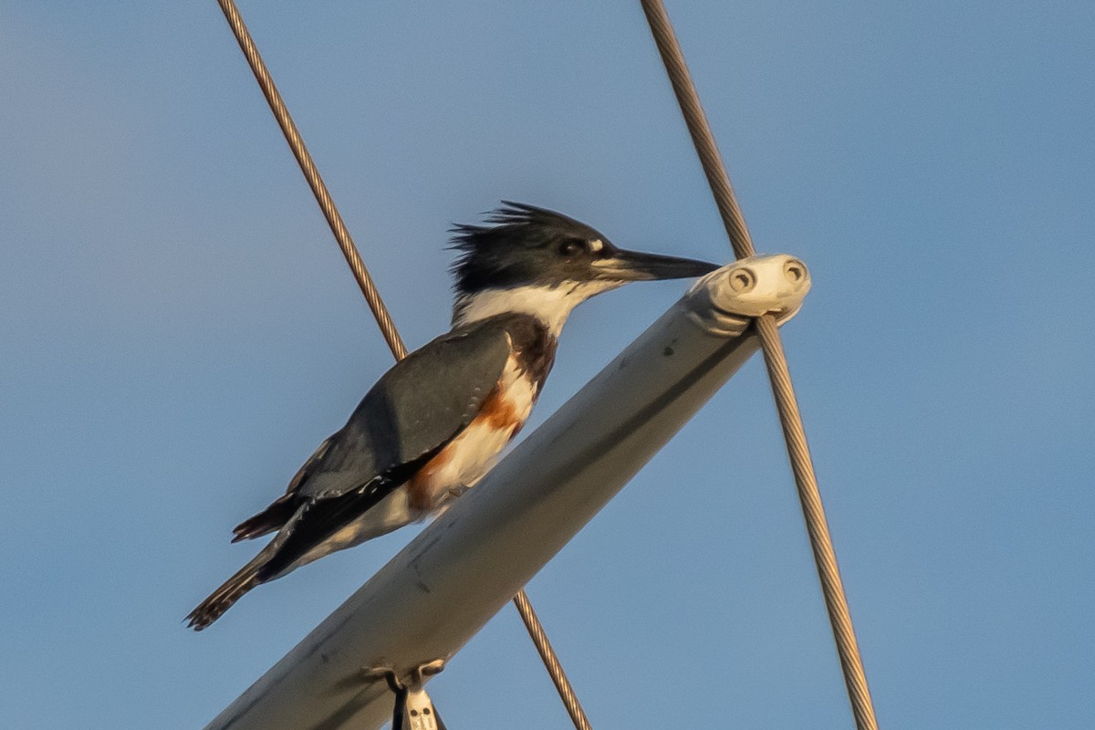 Belted Kingfisher - ML646298781