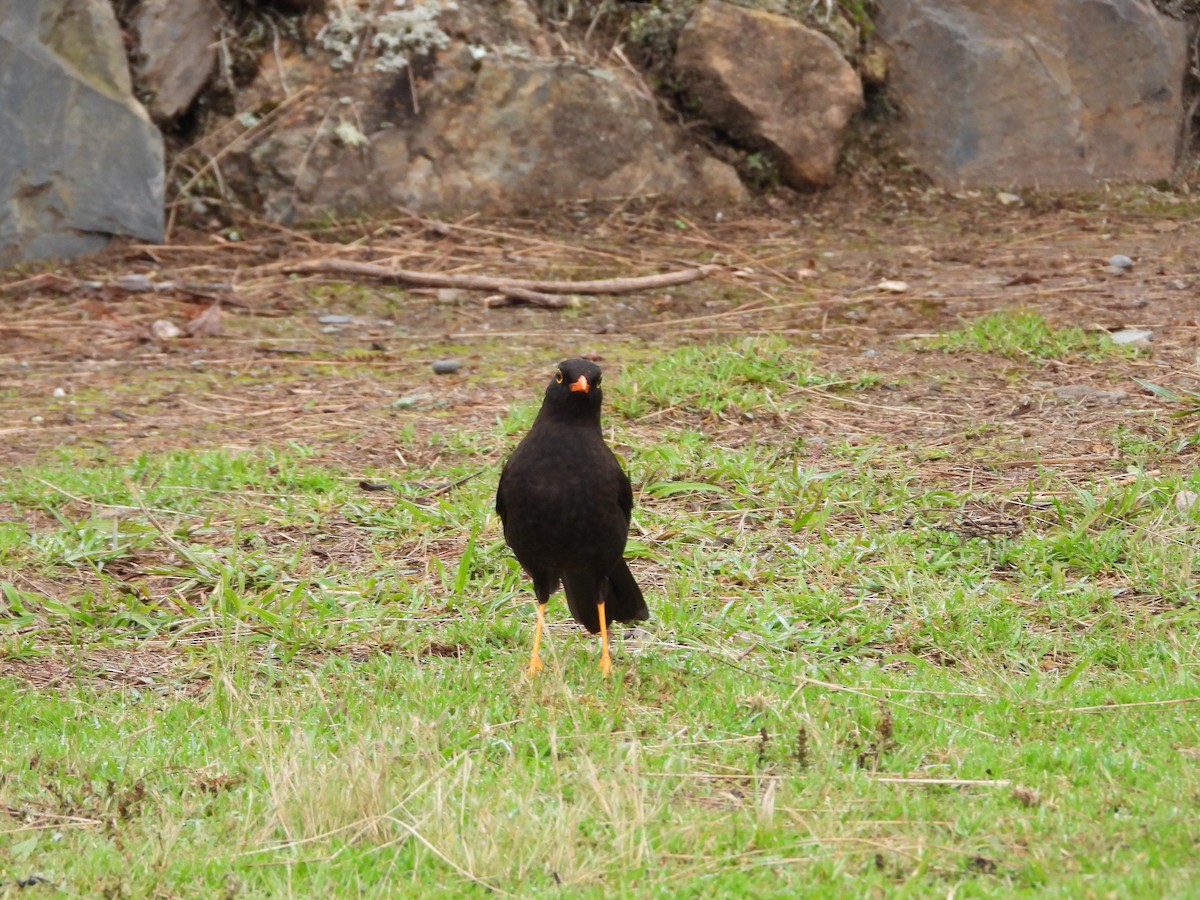Glossy-black Thrush - ML646298782
