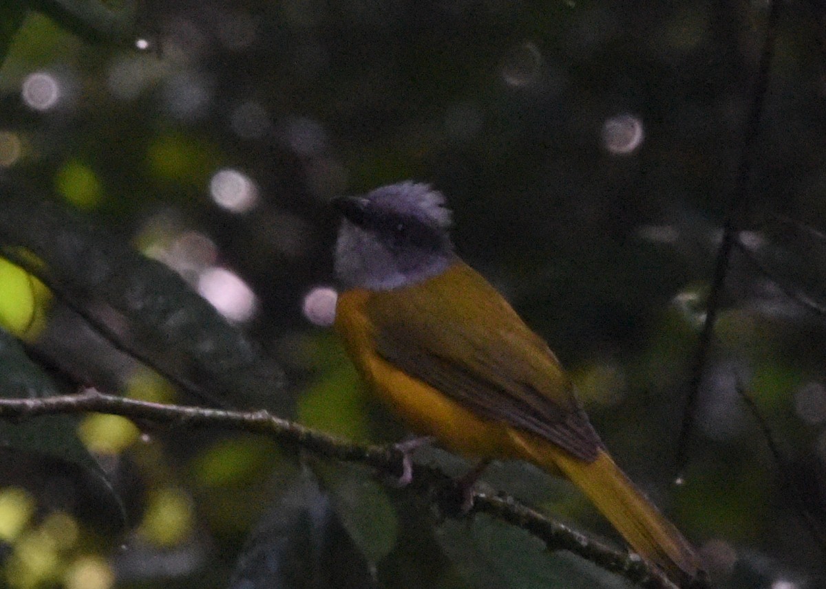 Gray-headed Tanager - ML646298784