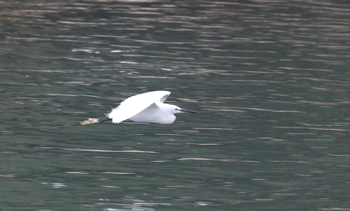 Little Egret - ML646298785