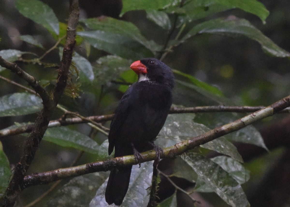 Slate-colored Grosbeak - ML646298786
