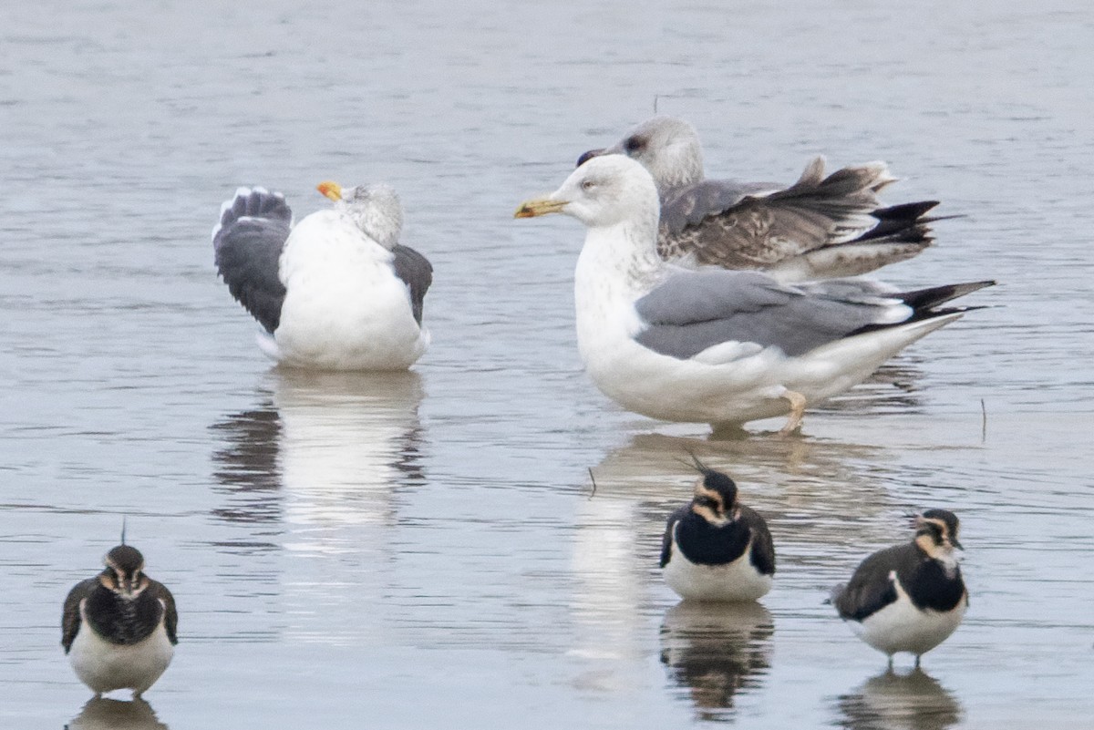 Yellow-legged Gull - ML646298787