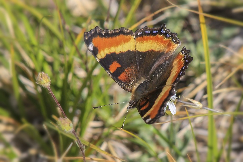 Milbert's Tortoiseshell - ML646298788