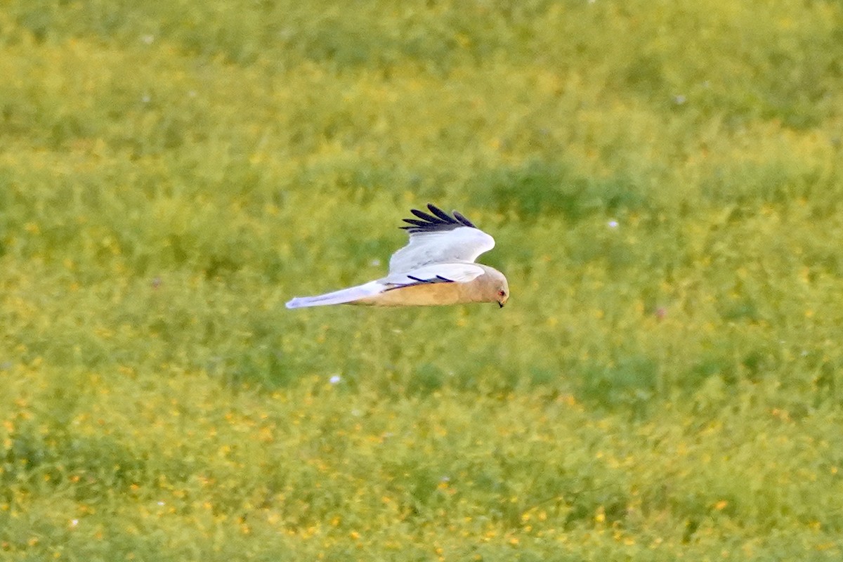 Hen Harrier - ML646298790