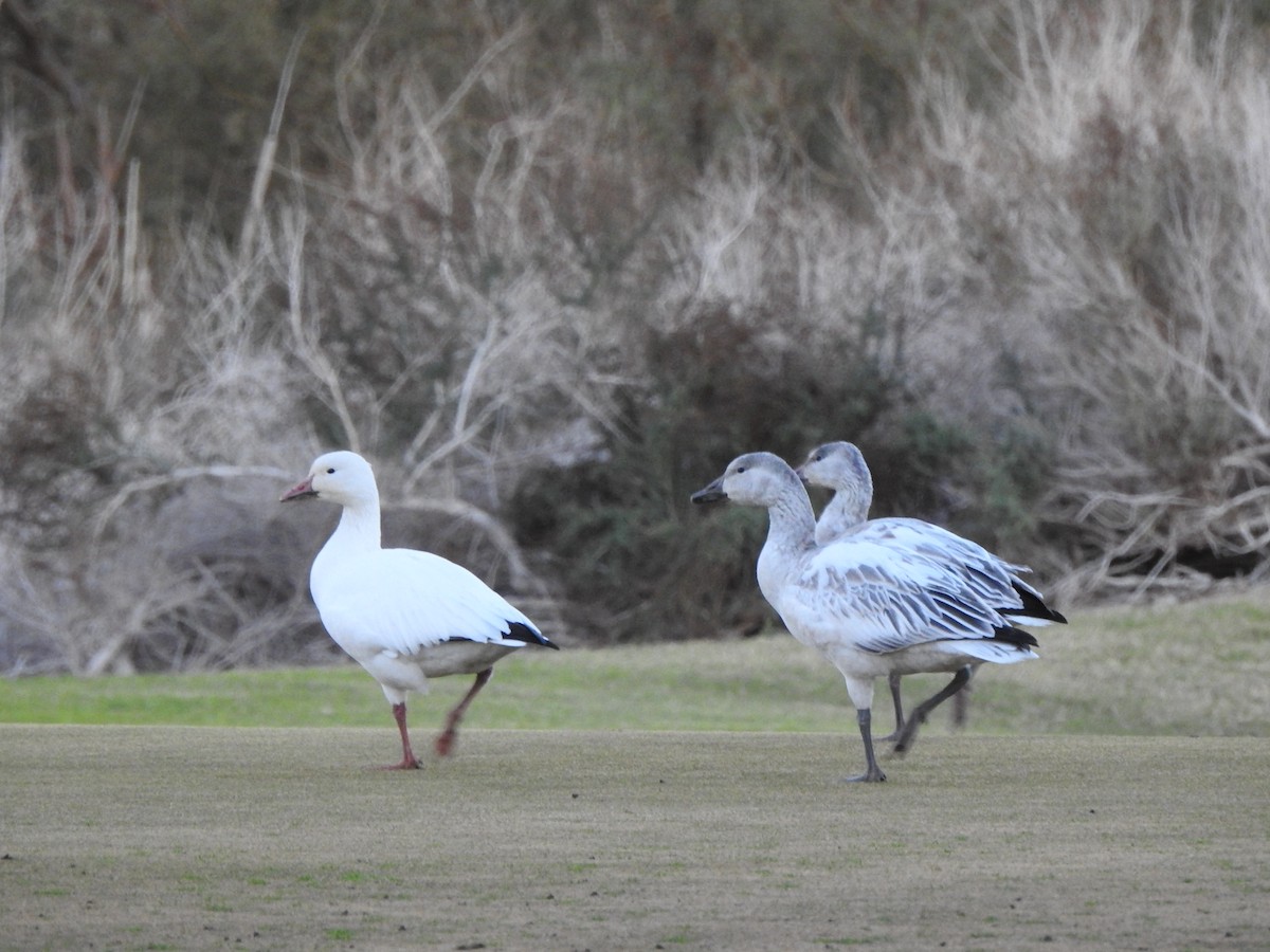 Snow Goose - ML646298791