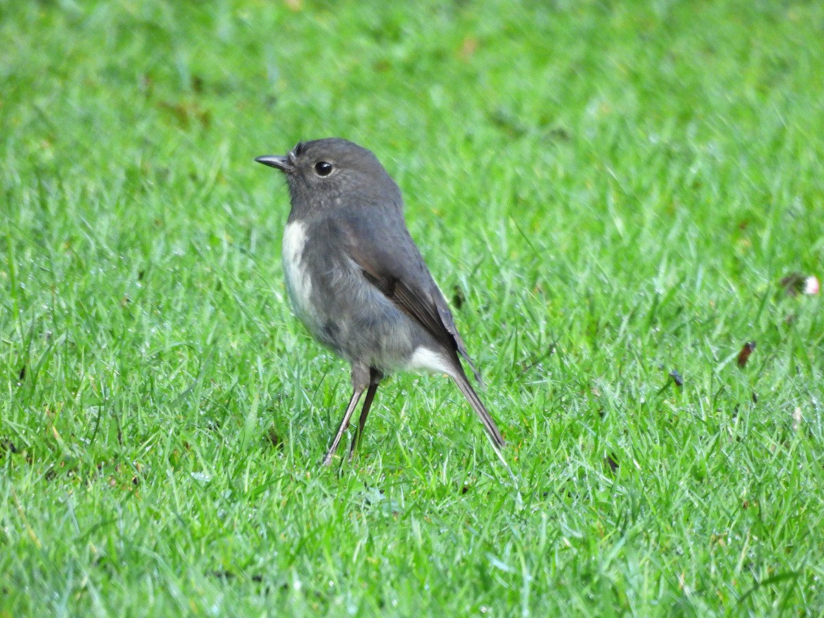 South Island Robin - ML646298794