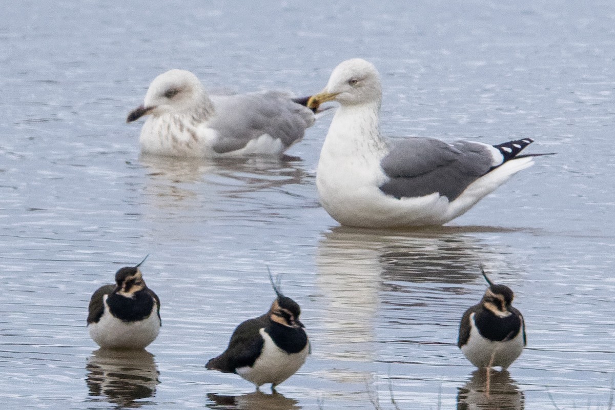 Gabbiano reale - ML646298795