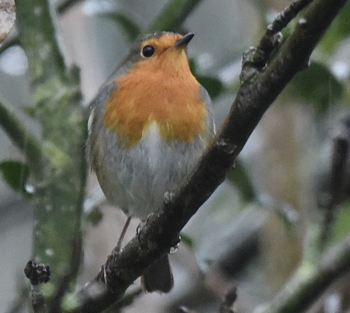European Robin - ML646298798