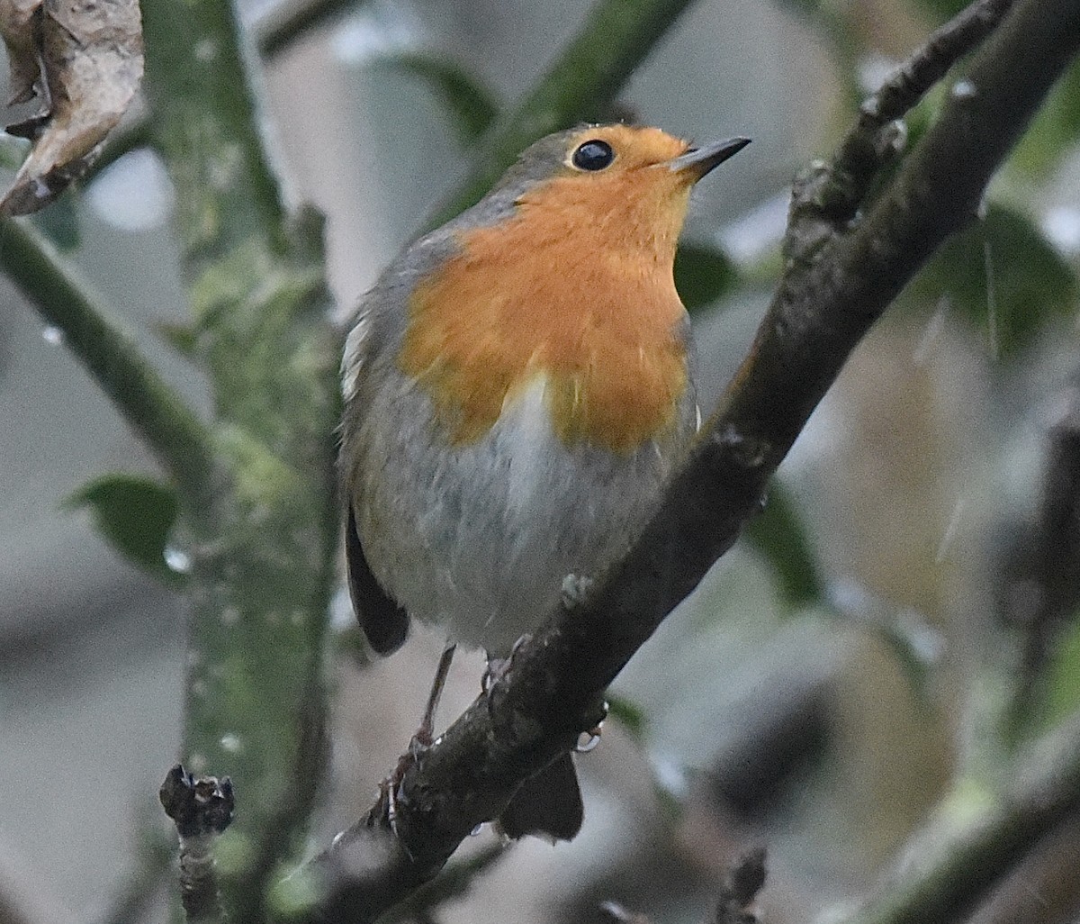 European Robin - ML646298799
