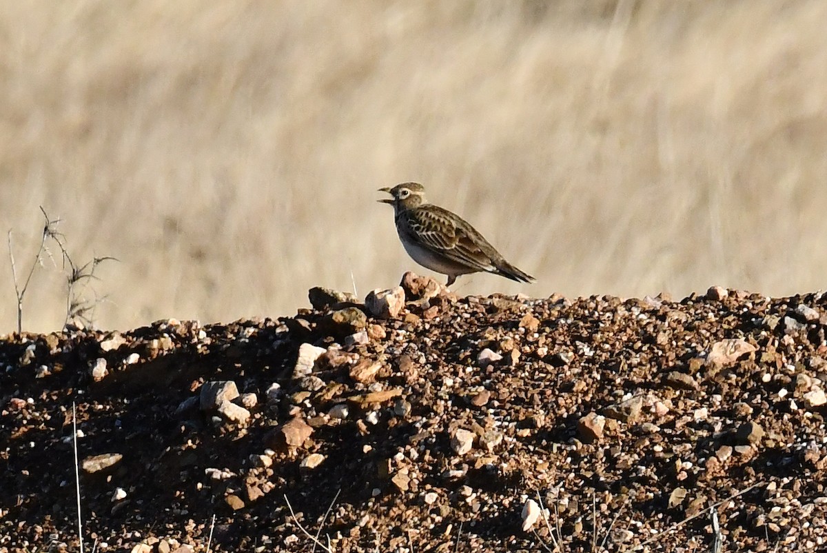 Alouette calandre - ML646298800