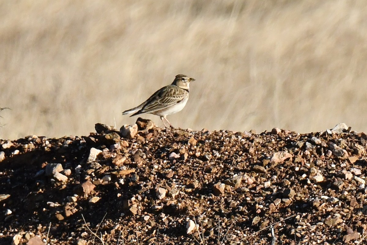 Alouette calandre - ML646298801