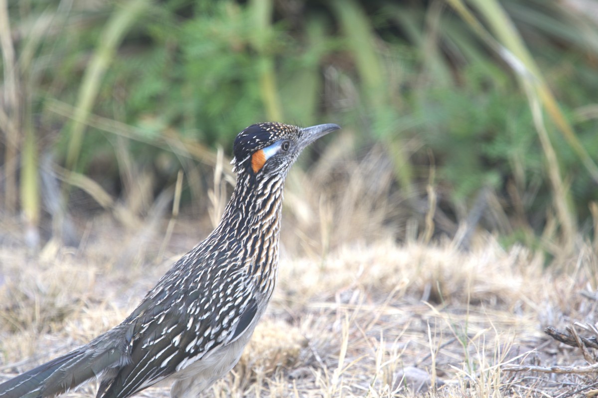 Greater Roadrunner - ML646298809