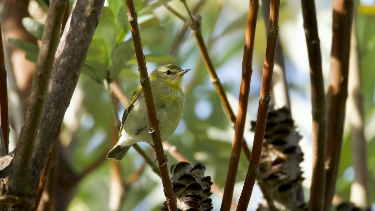 Tennessee Warbler - ML646298810