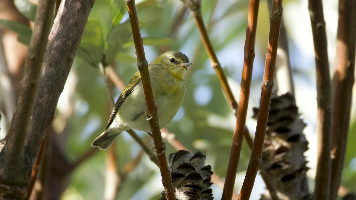 Tennessee Warbler - ML646298811