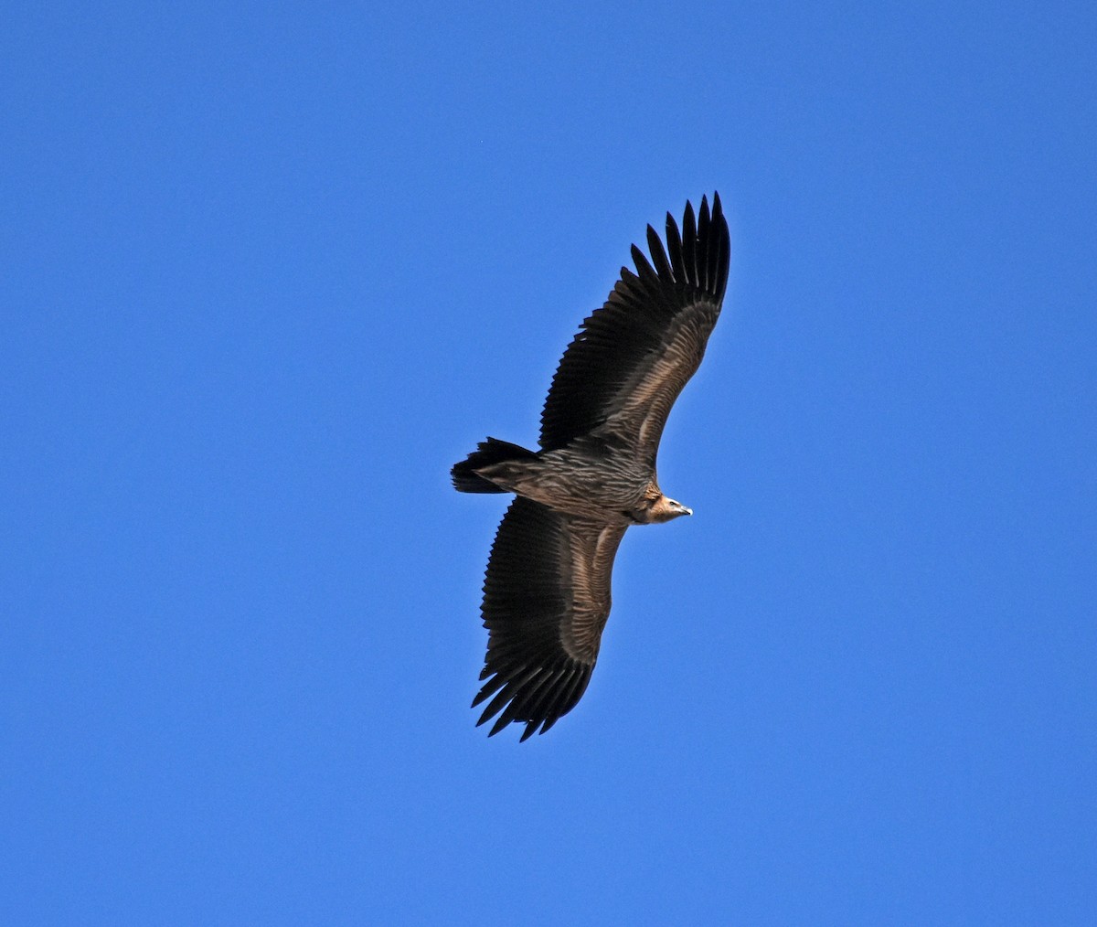 Schneegeier - ML646298817