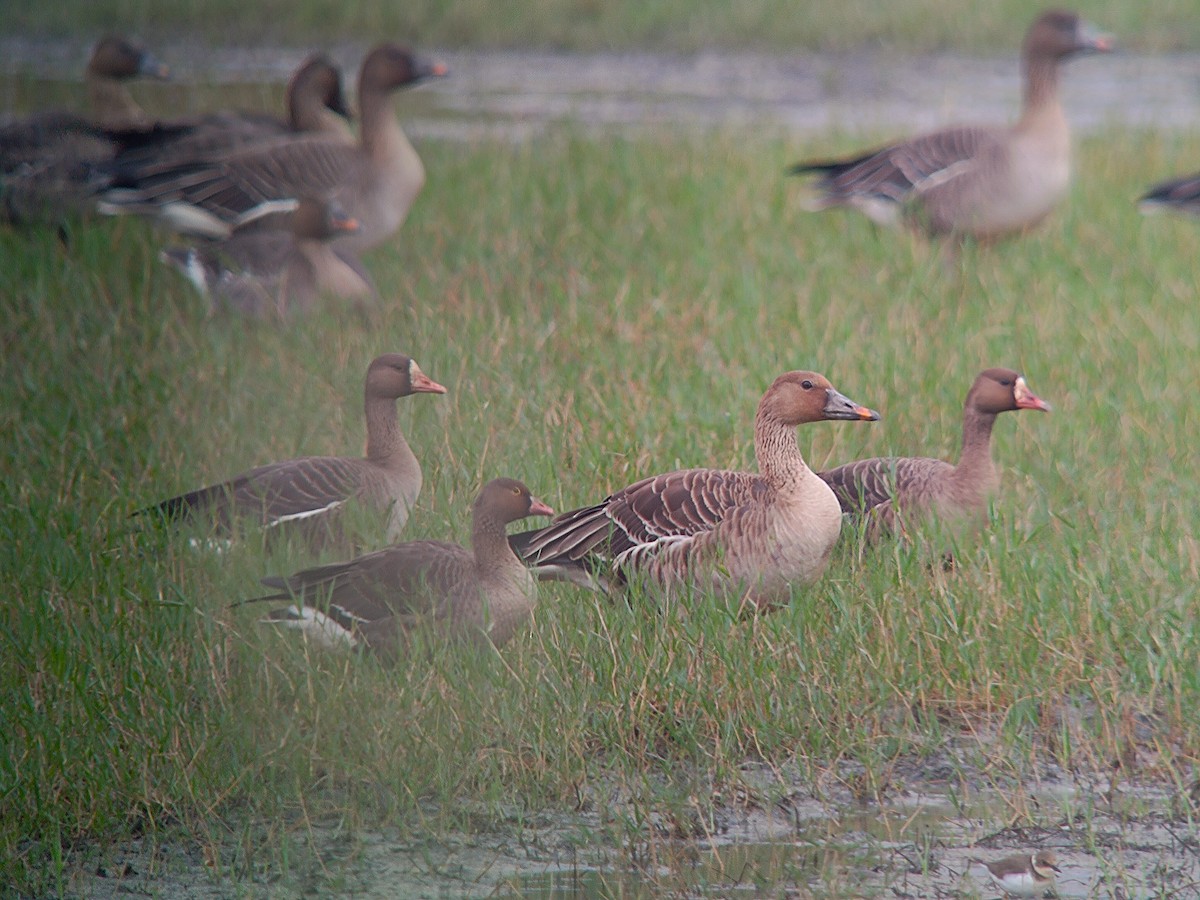 Küçük Sakarca - ML646298825