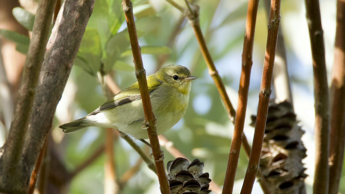Tennessee Warbler - ML646298827