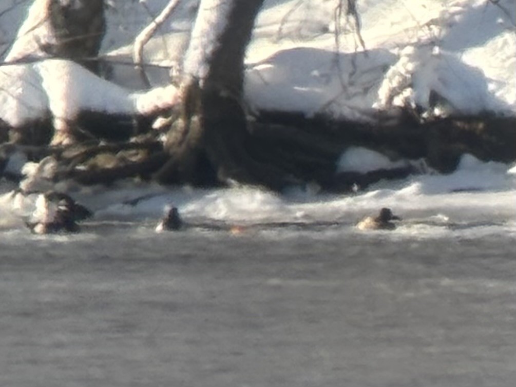 Lesser Scaup - ML646298828