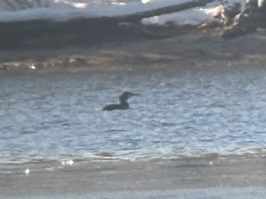 Common Loon - ML646298833