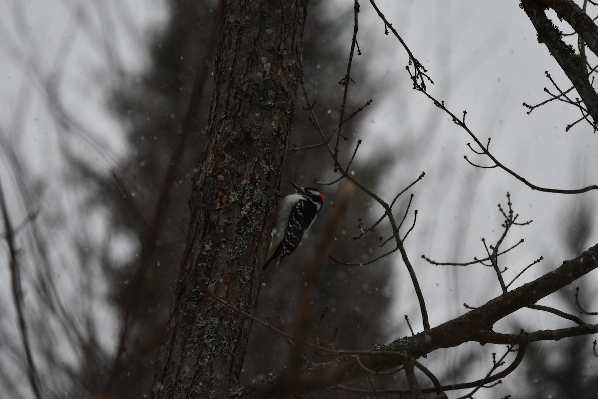 Hairy Woodpecker - ML646298838