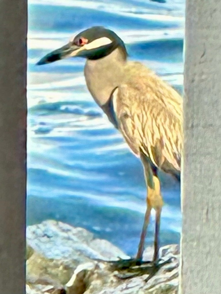 Yellow-crowned Night Heron - ML646298839