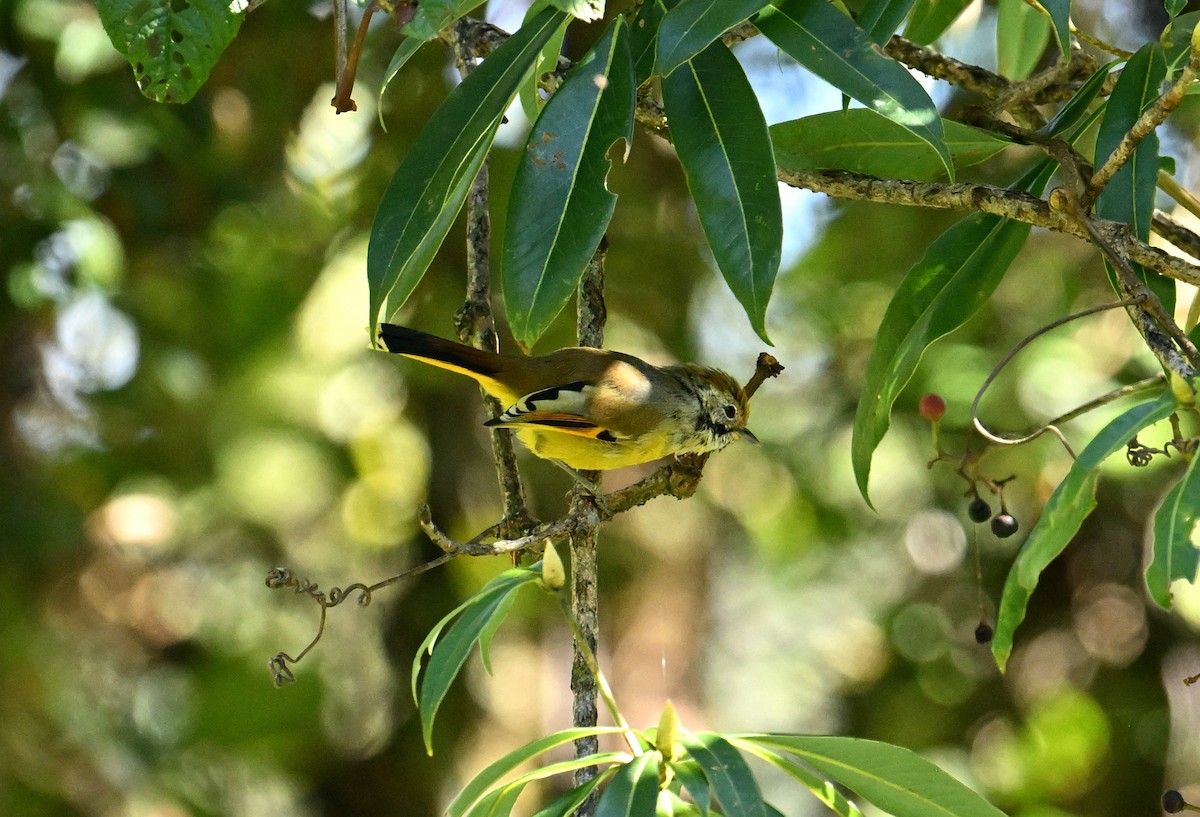 Chestnut-tailed Minla - ML646298840