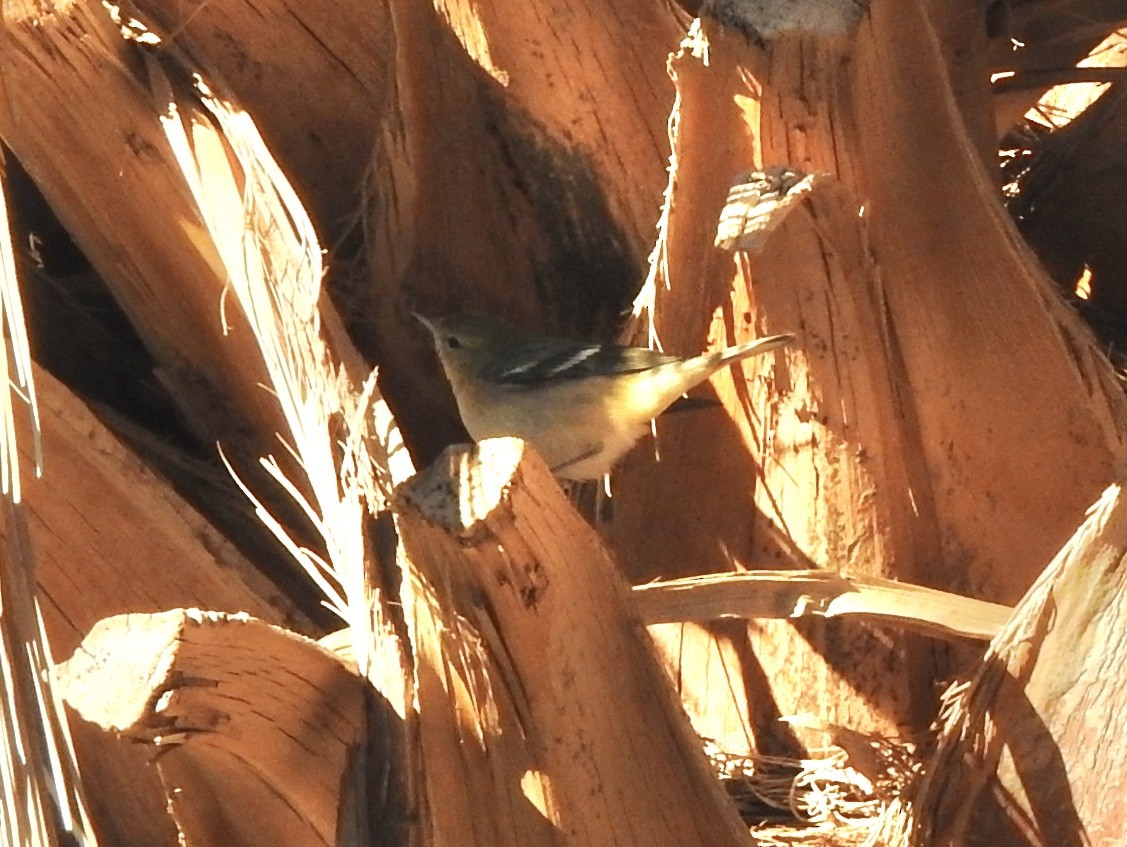 Bay-breasted Warbler - ML646298841