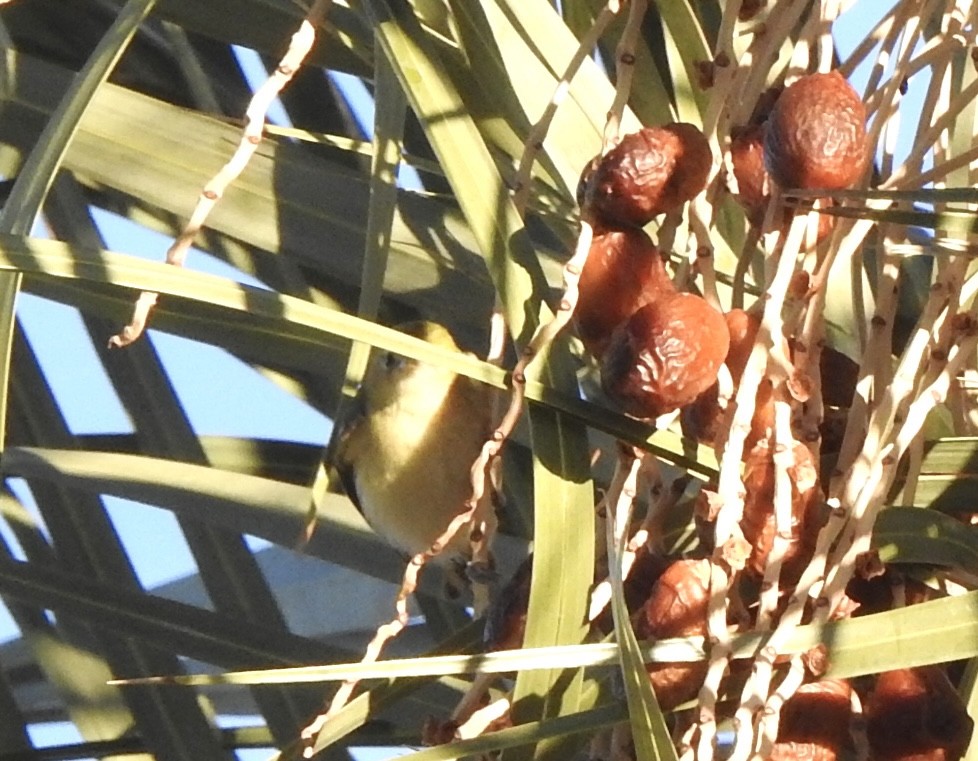 Bay-breasted Warbler - ML646298842